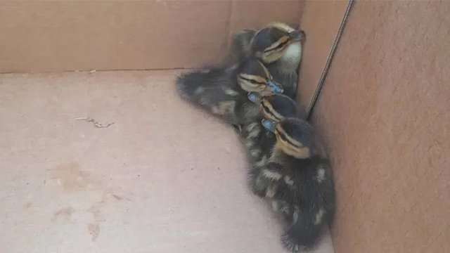 Pennsylvania firefighters rescue four ducklings from storm drain