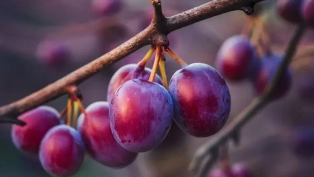 farmers grow world's heaviest plum