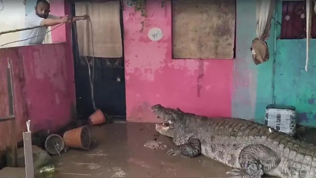 Video: Crocodiles shadid barishu ky bad gharu mai ghus Aai